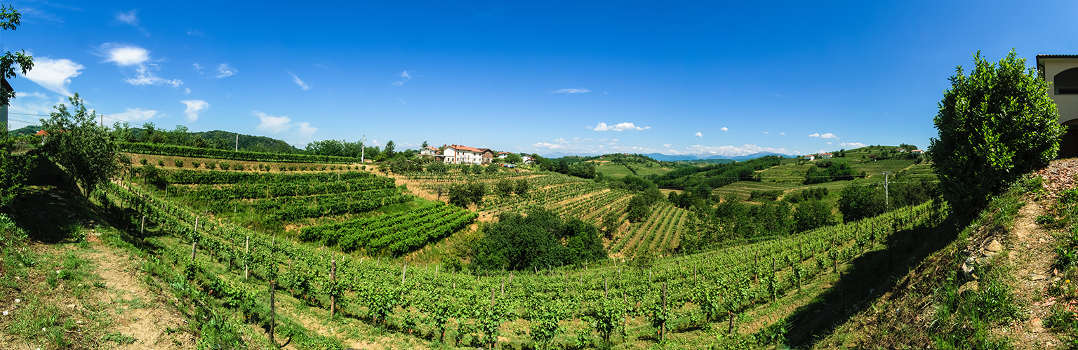 The land around the Nando vineyards